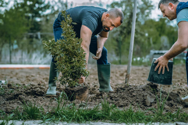 Best Affordable Tree Service  in Walce Ridge, LA